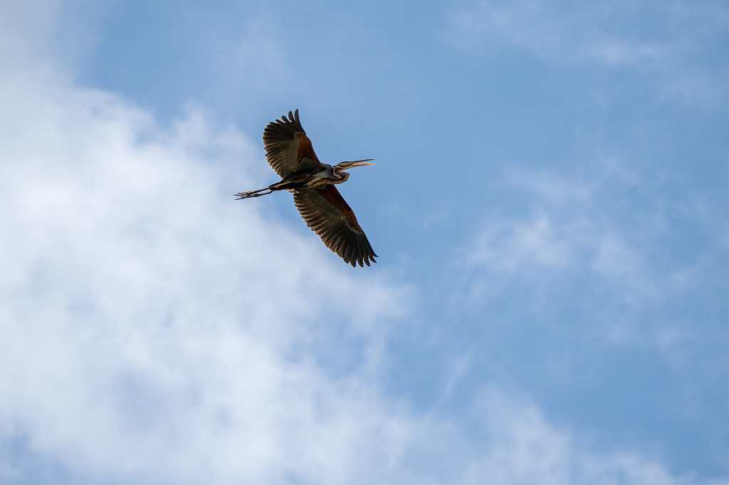 In flight