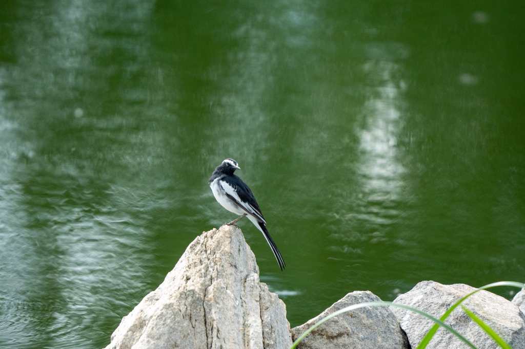 White Browed wagtail