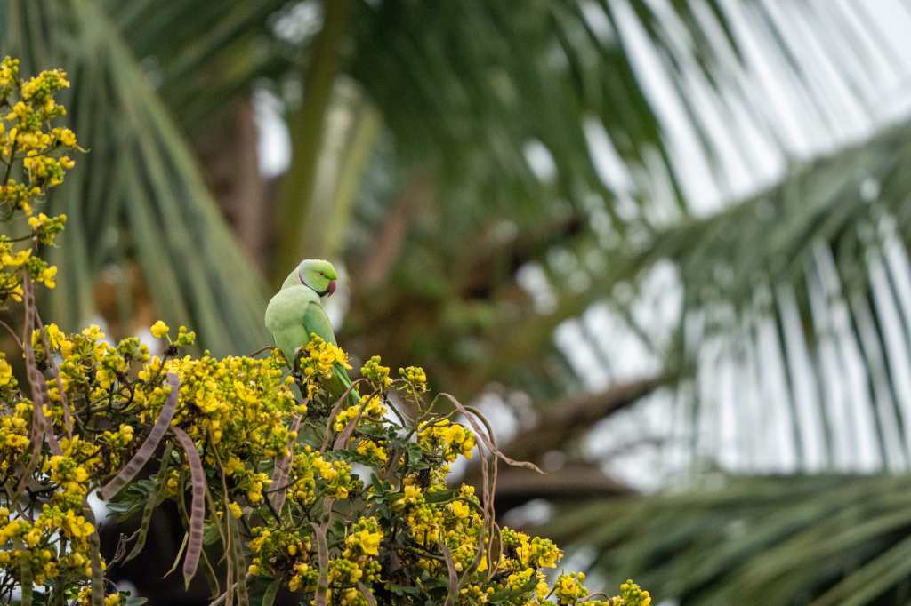 On the tree&nbsp;top
