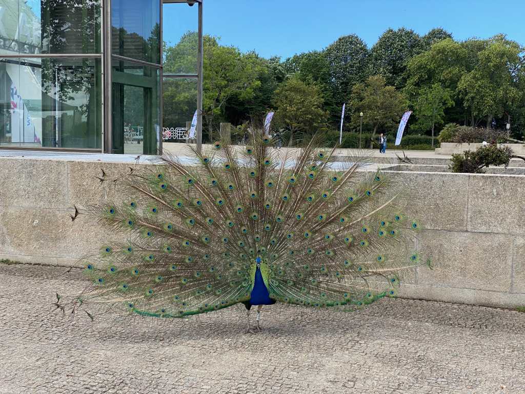 Let me dance for&nbsp;you