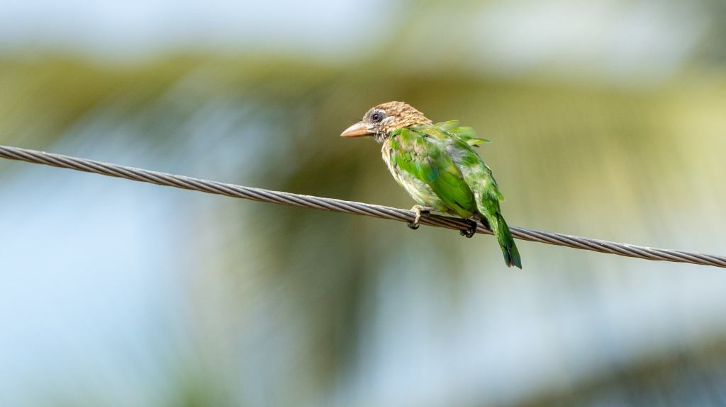 Brown headed barbet