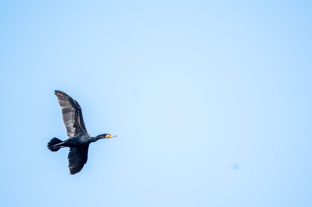 Little Cormorant in&nbsp;flight