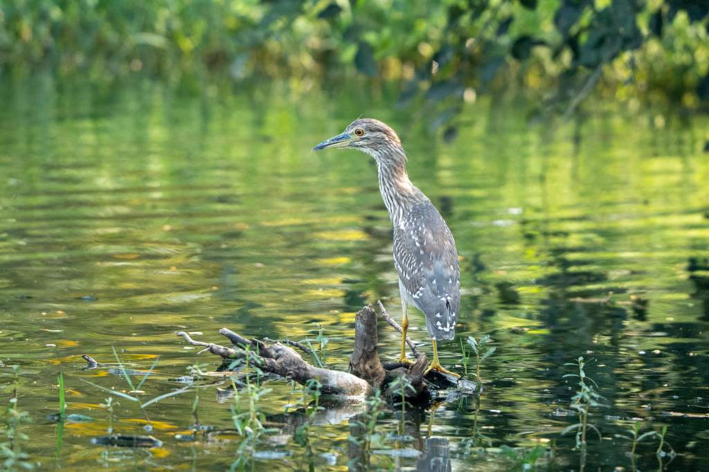 Juvenile pond heron.