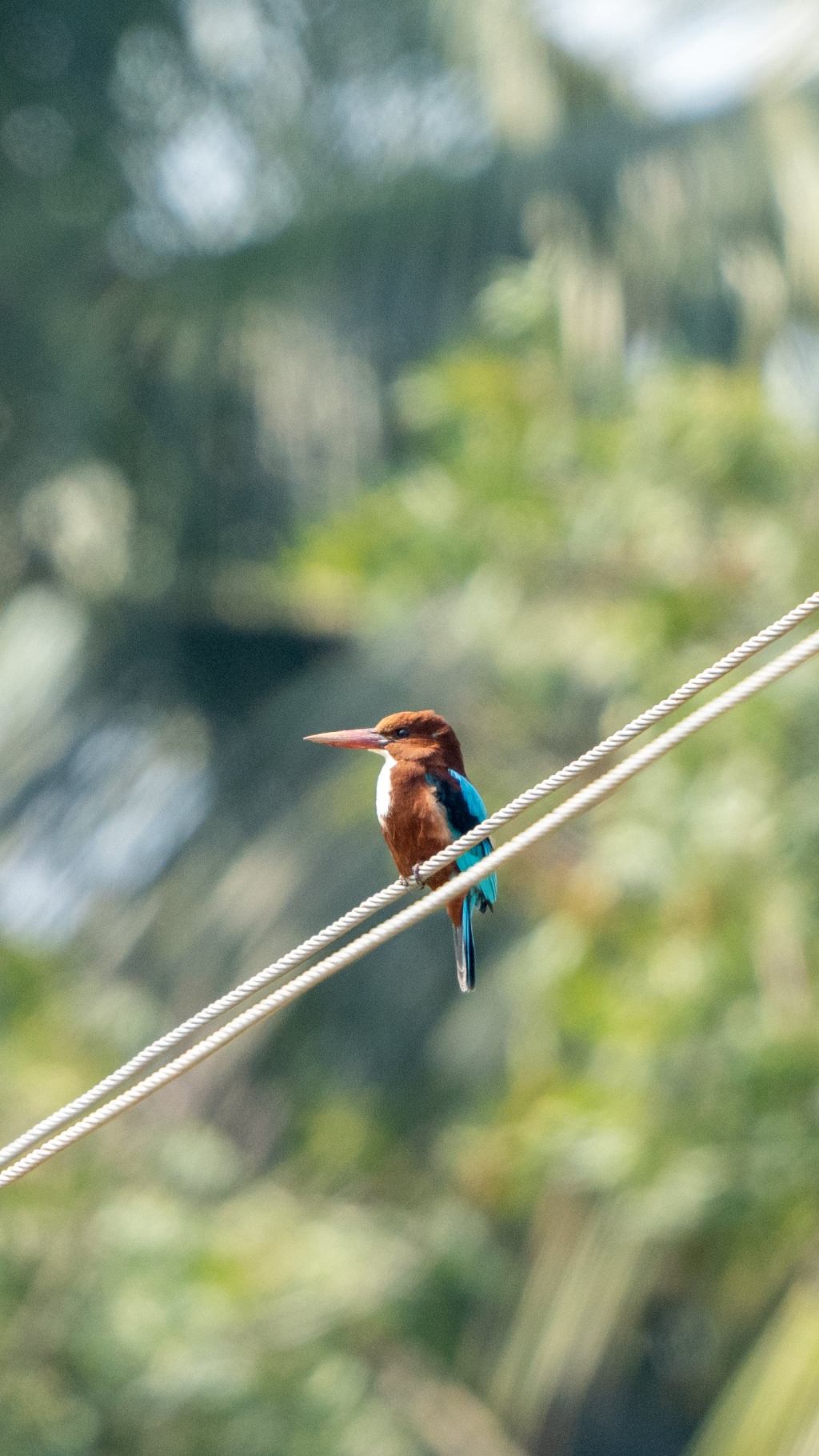 Kingfisher on a&nbsp;wire