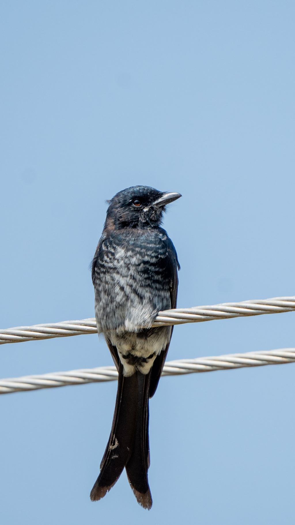 Closeup of Drongo
