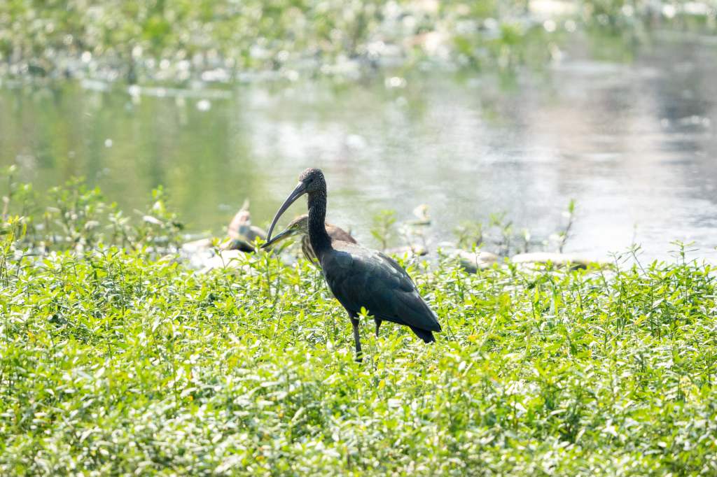 Glossy Ibis
