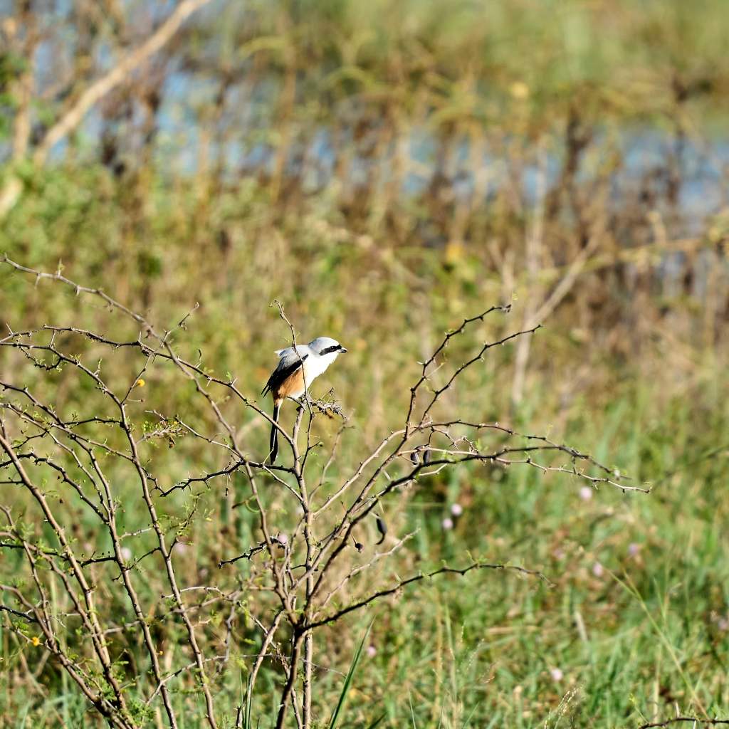 Long Tailed Shrike
