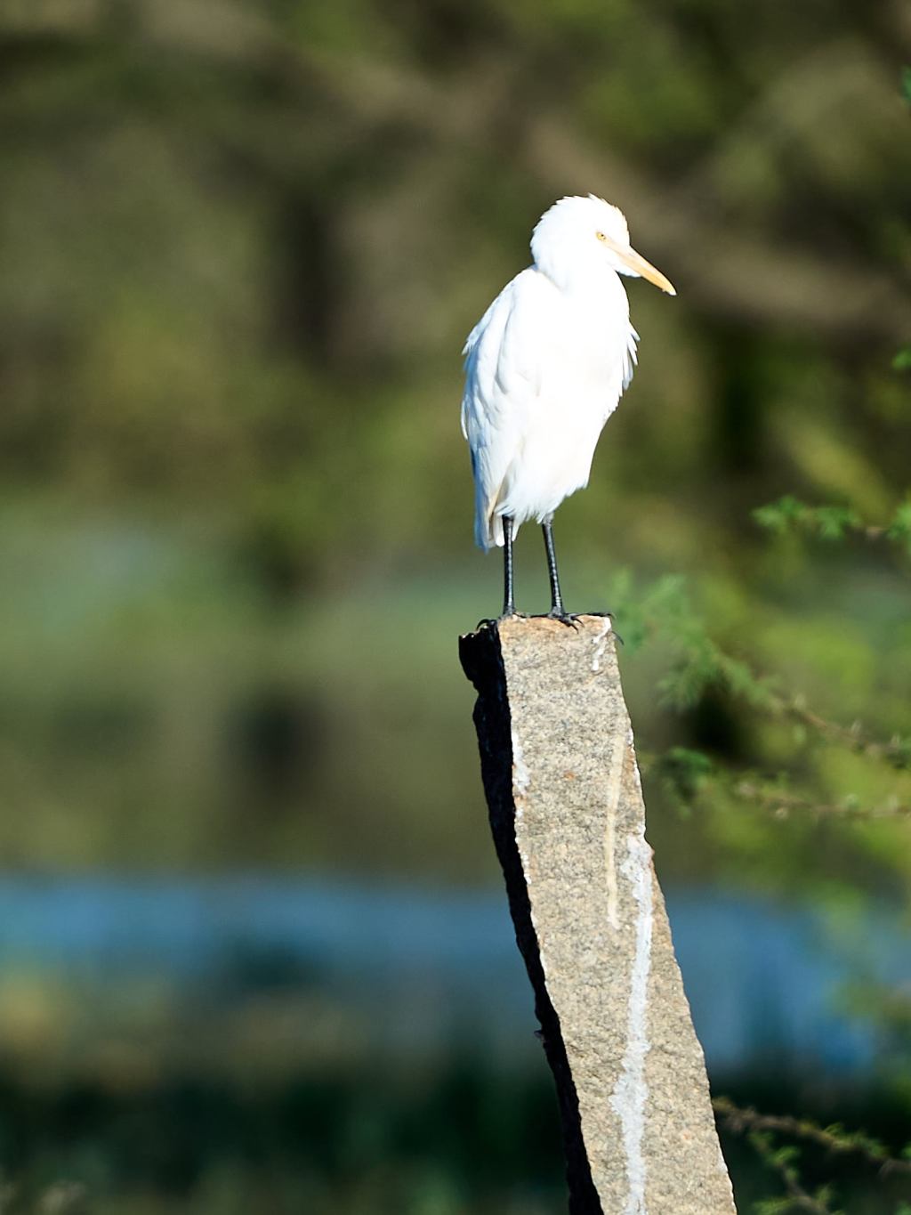 Egret