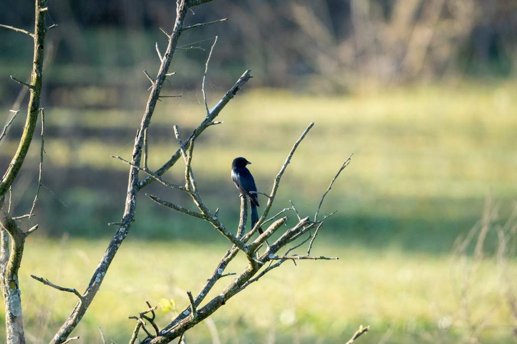 Drongo Posing