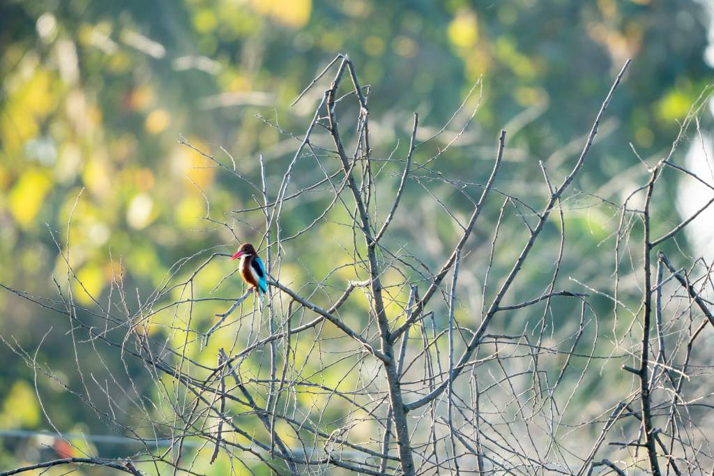 Kingfisher on a barren&nbsp;tree