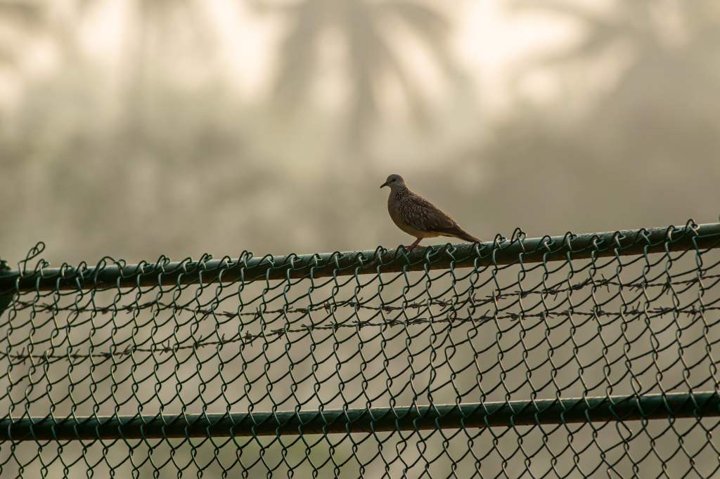 Spotted Dove on a&nbsp;fence
