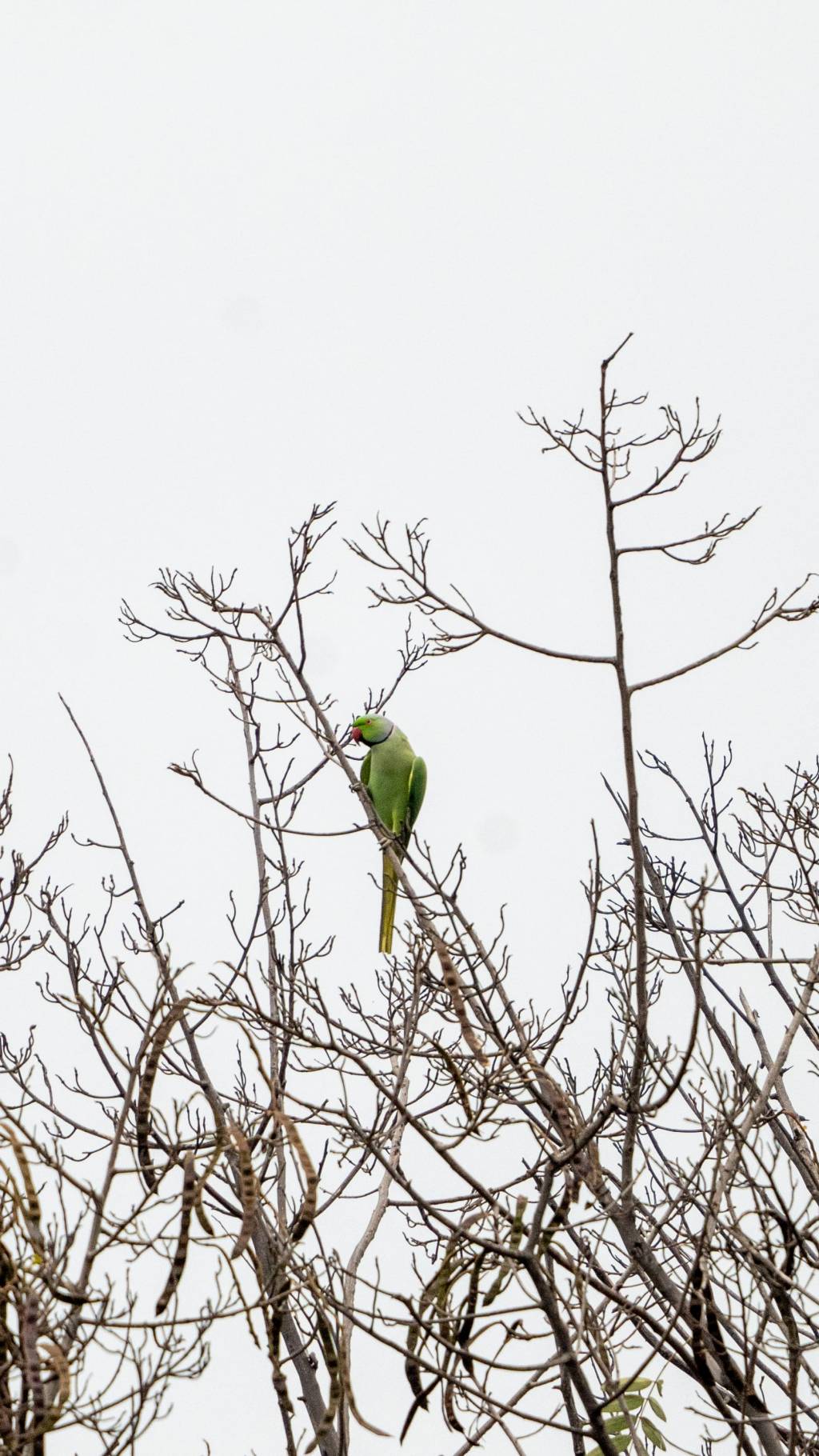 Lone parrot