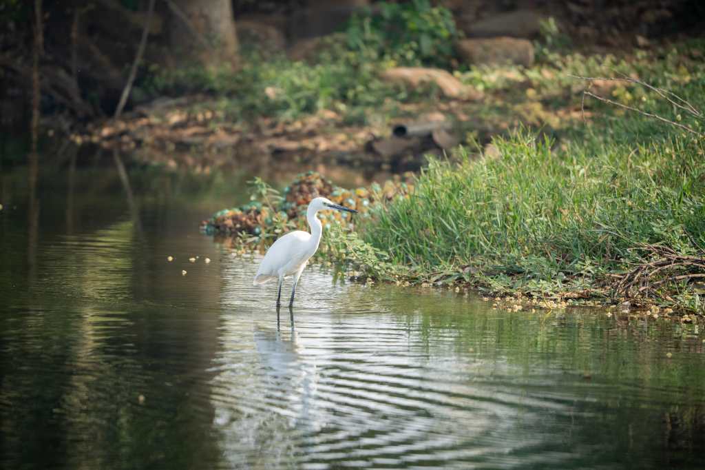 Egret