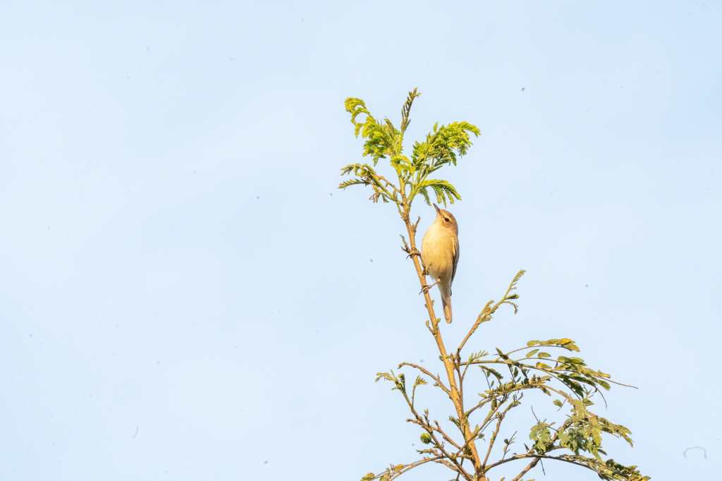 Sun bird in the&nbsp;wild