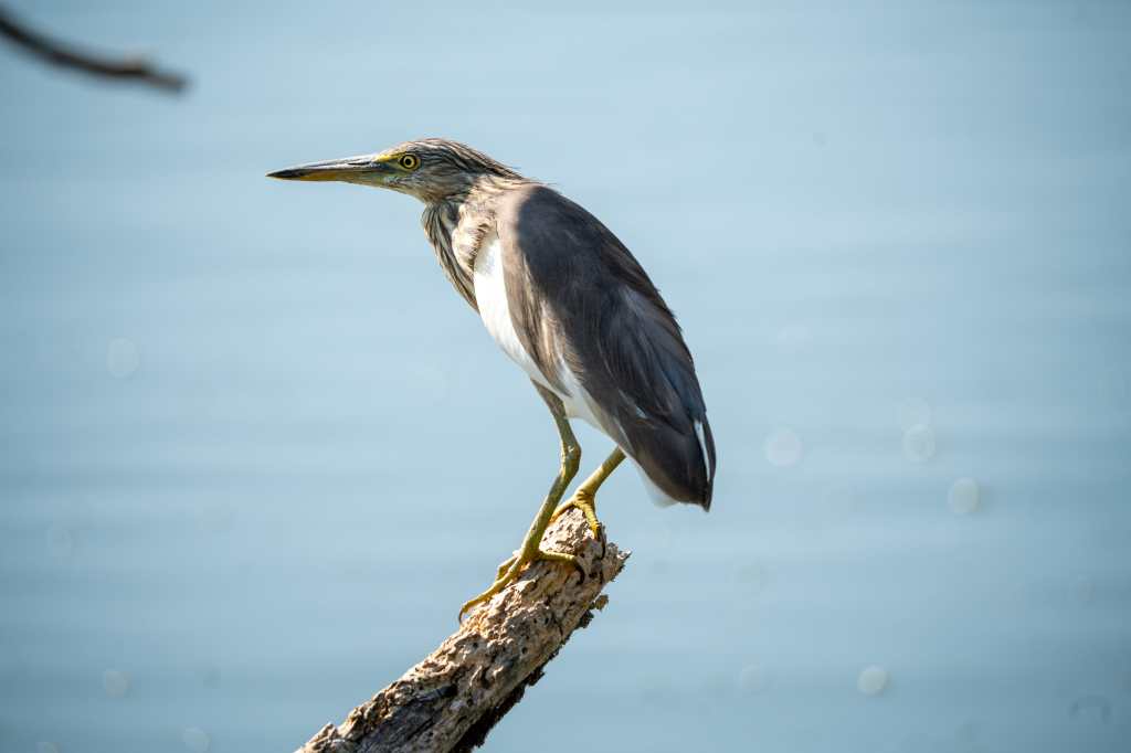 Pond Heron