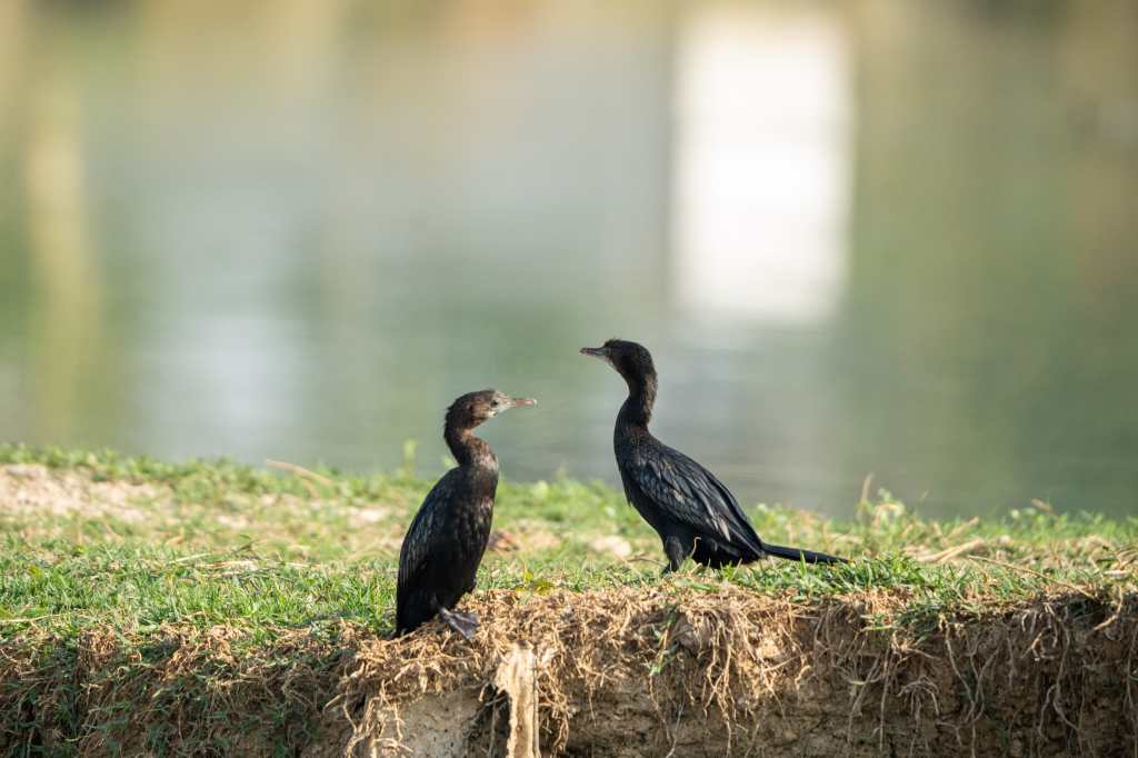 Little Cormorants