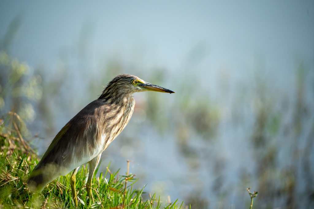 Yet another pond&nbsp;heron