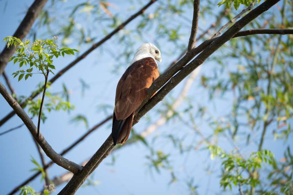 Brahmini Kite.