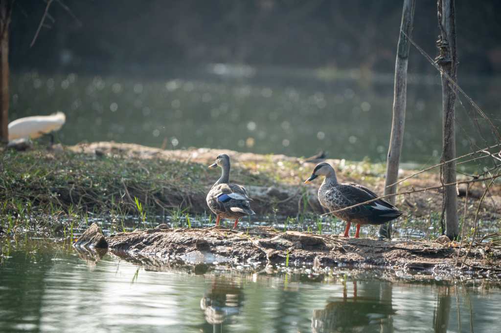 Spot Billed ducks