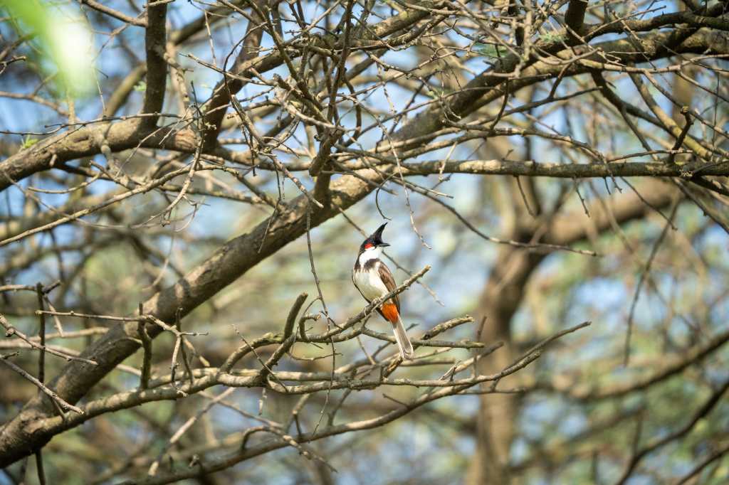 Red Whiskered bulbul