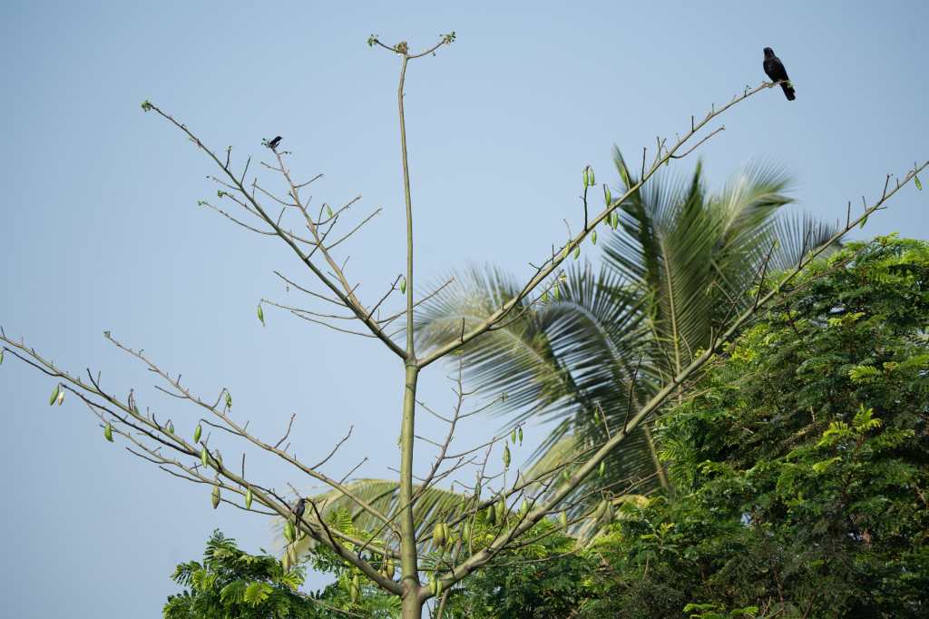Three on a&nbsp;tree.