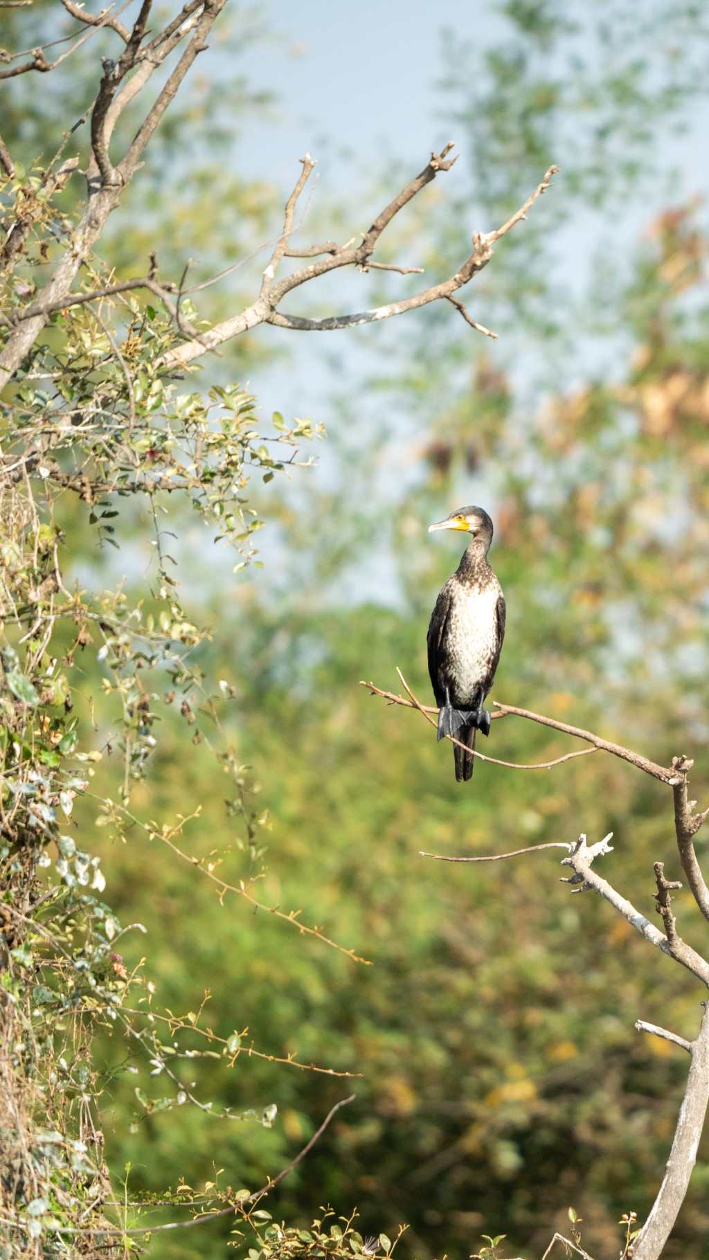 Indian Cormorant