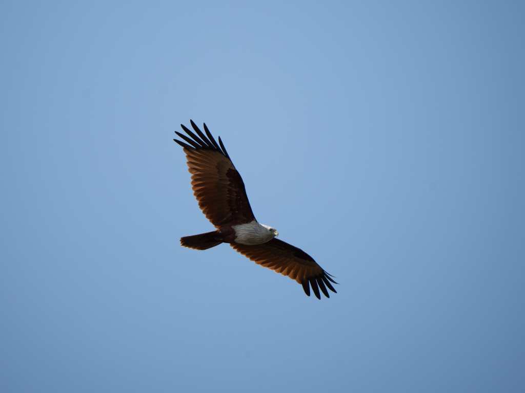 Brahmini kite in&nbsp;flight