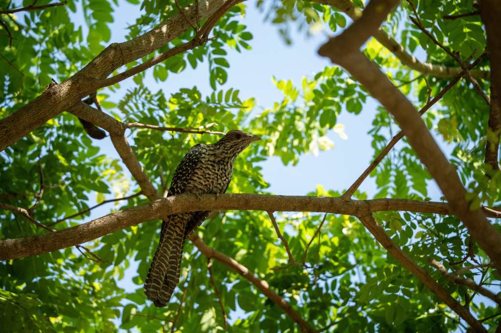 Asian Koel