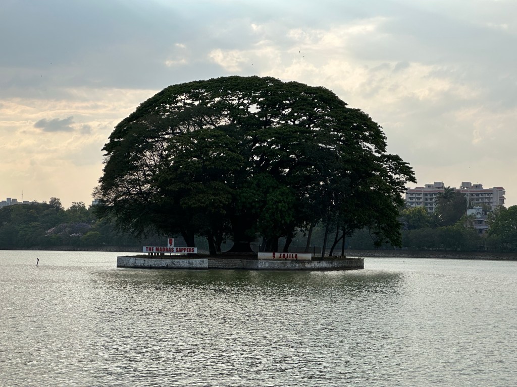 Banyan amidst the&nbsp;Lake