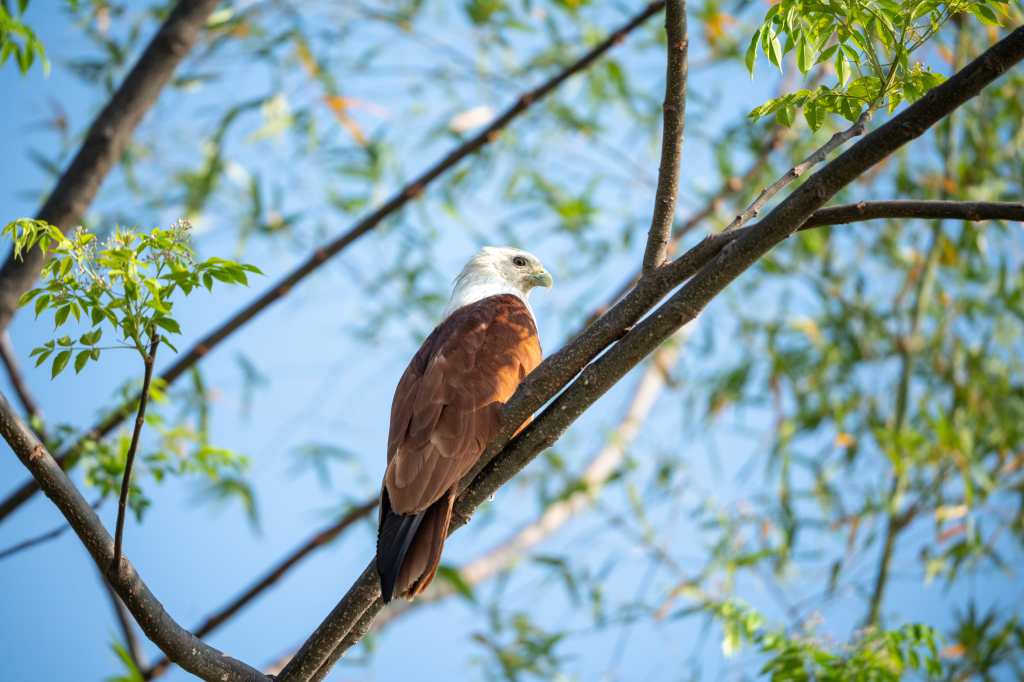 Brahmini kite: some&nbsp;more