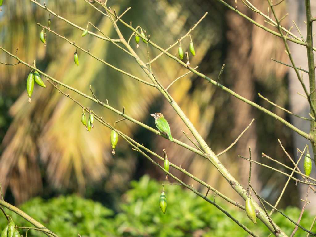 White Cheeked barbet.