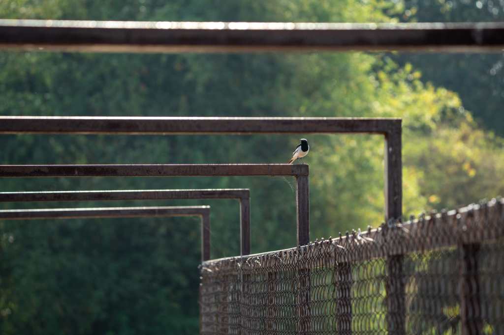White-browed WagTail