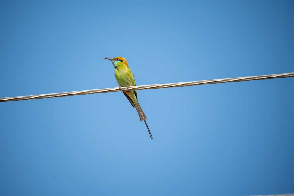 Asian green bee-eater