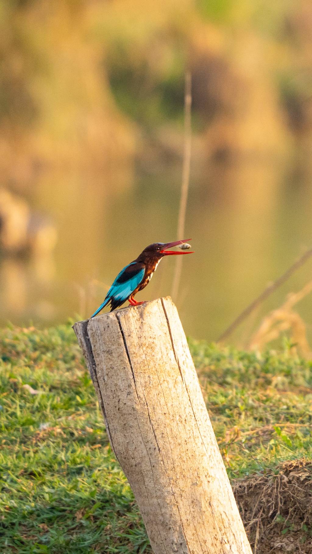 Kingfisher with its&nbsp;prey