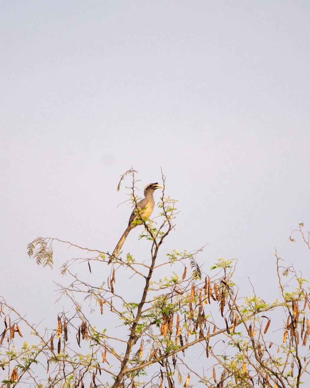 Indian Grey hornbill