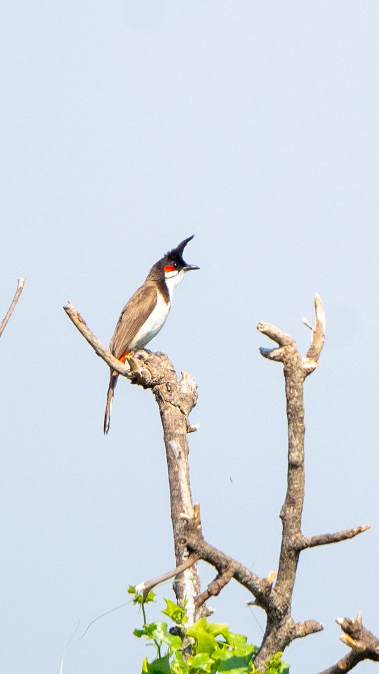 Lonely at the&nbsp;top.