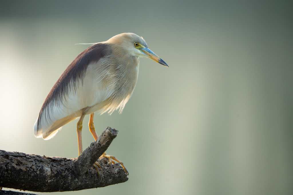 Pond Heron