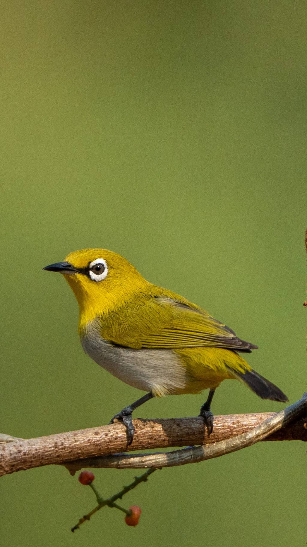 Indian White Eye
