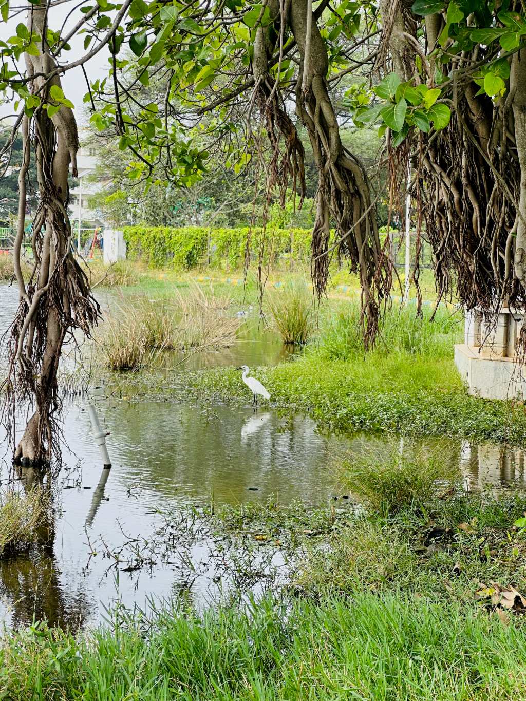Egret on the&nbsp;phone.