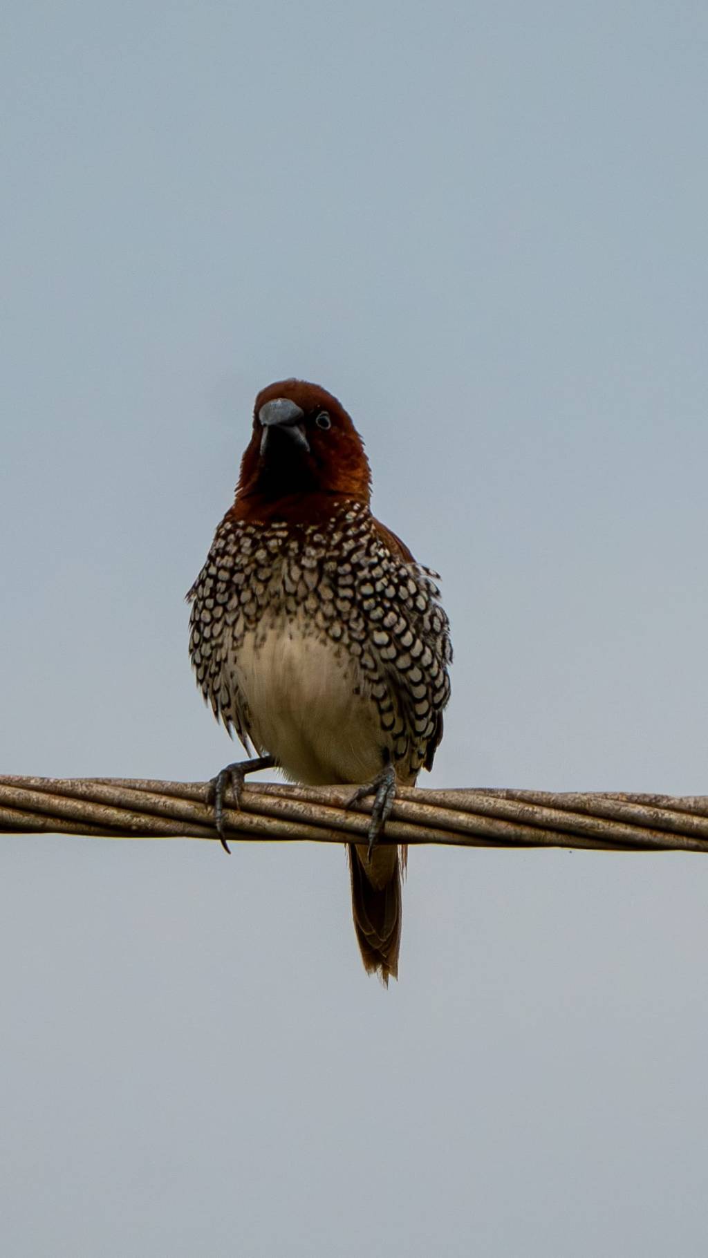 Scaly breasted Munia
