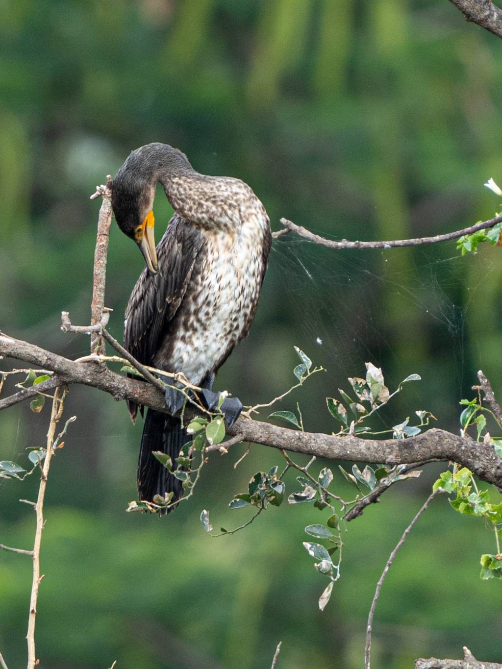 Cormorant and cob&nbsp;webs