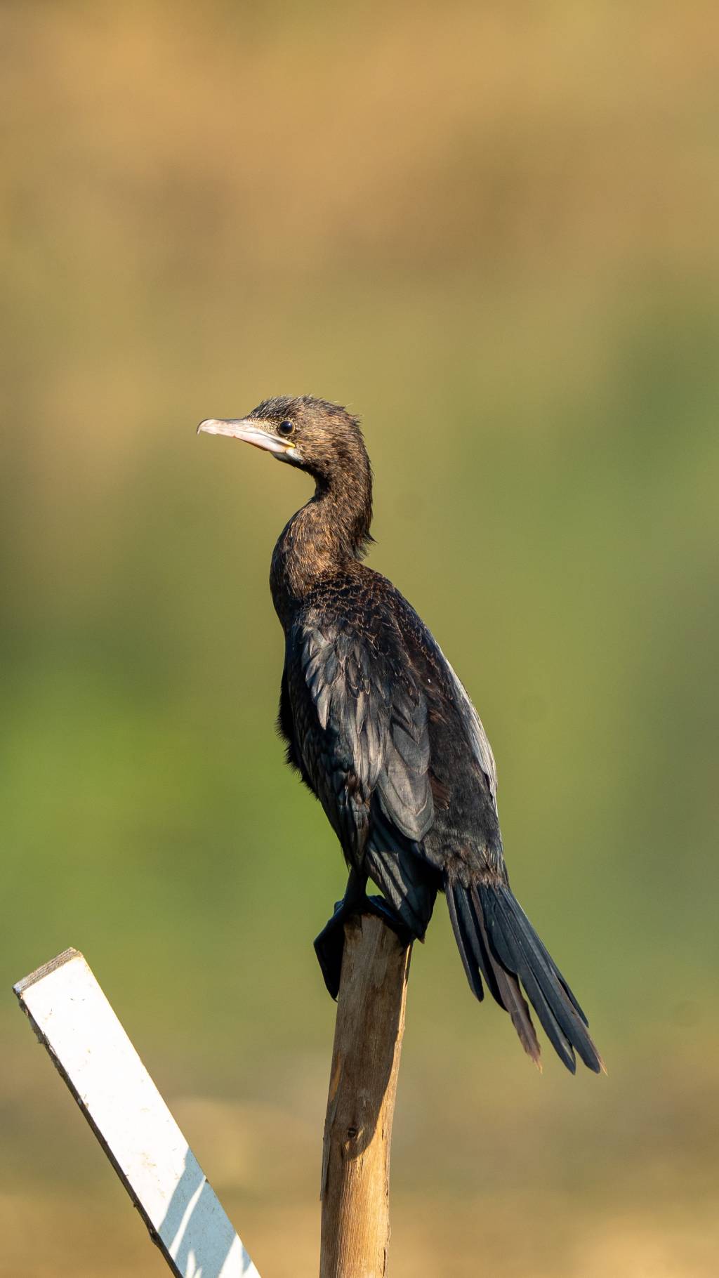 Little Cormorant Posing