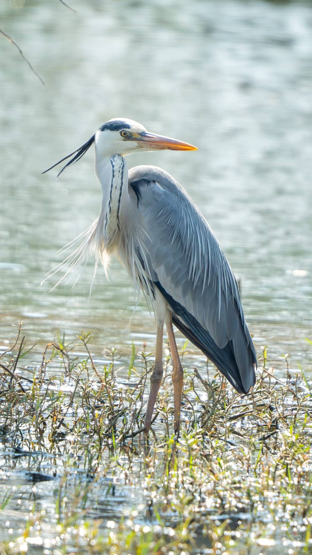 Grey Heron Closeup