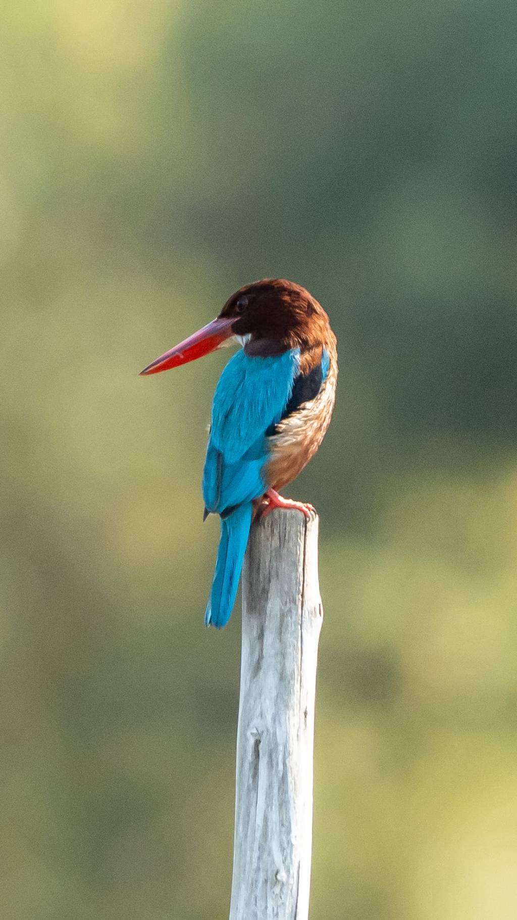 Another of the&nbsp;KF