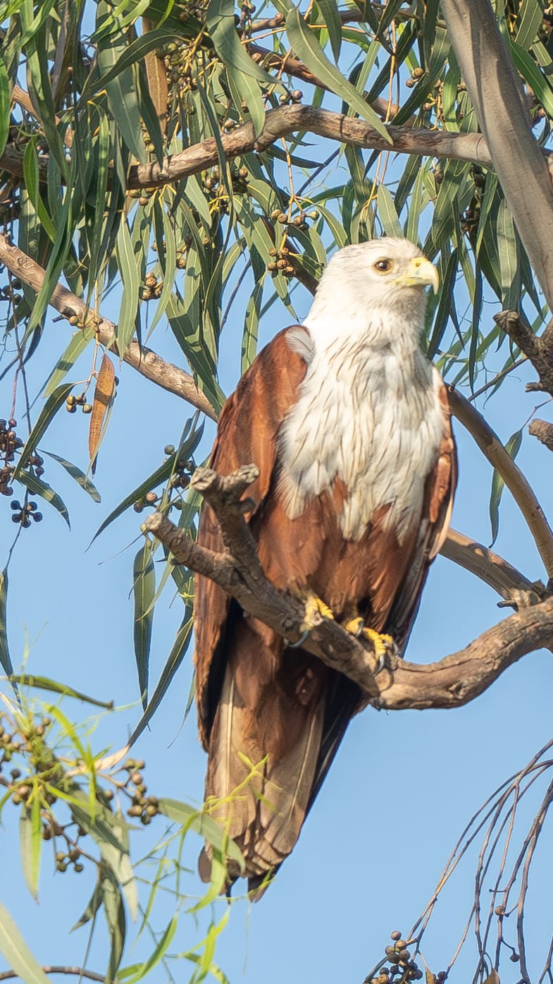 Brahminy Kite