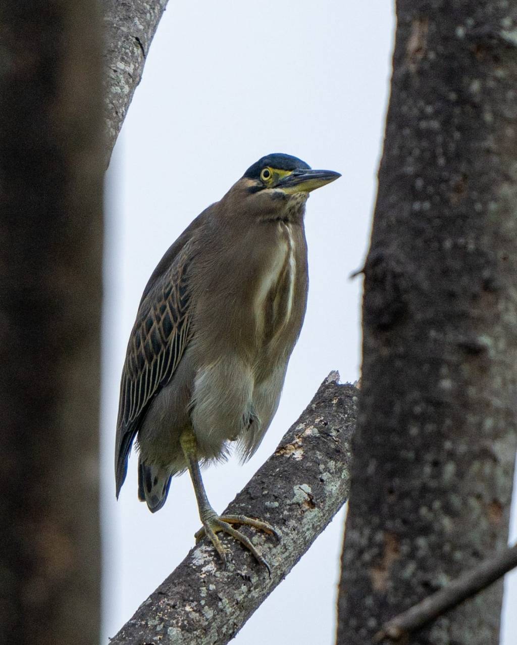 Striated Heron