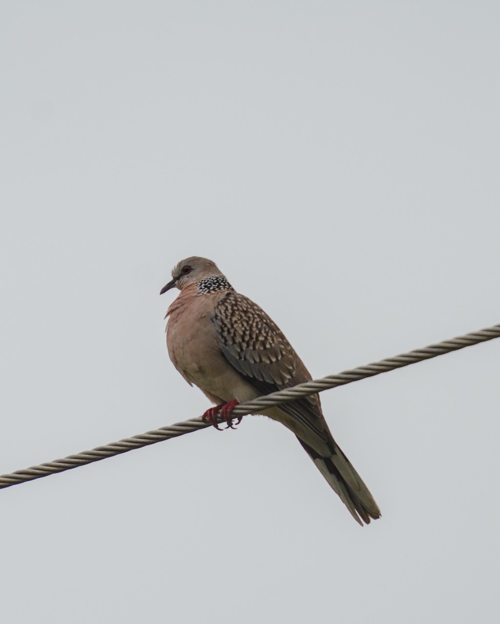 Spotted Dove