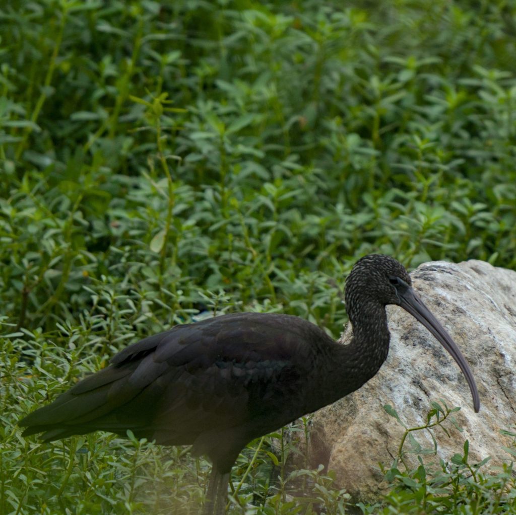 Glossy Ibis