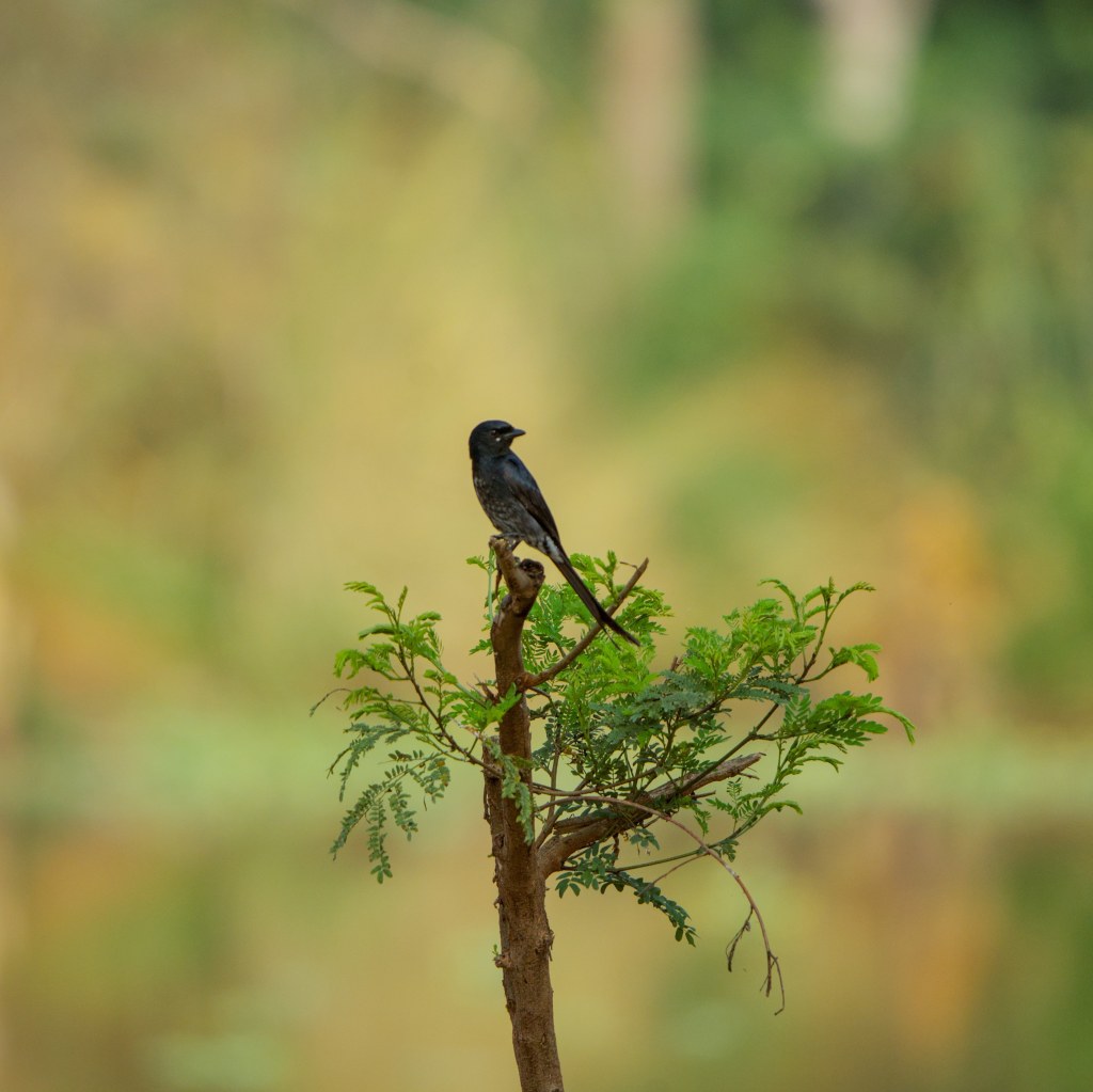 Drongo