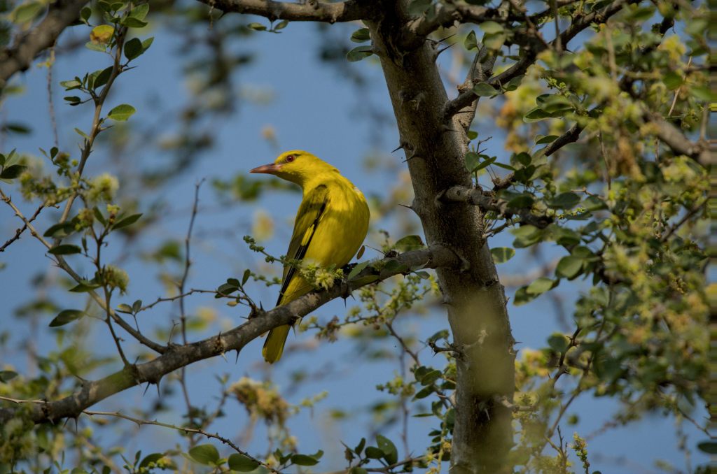 Indian golden oriole